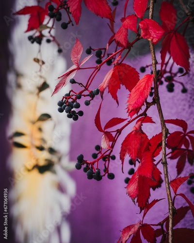 Rotes Laub im Herbst