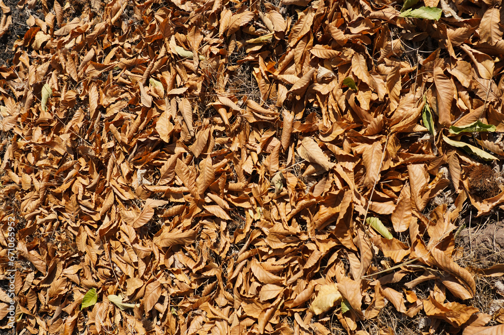 Chestnut tree leaves cover the forest floor in autumn, creating a beautiful tapestry of brown and orange tones.