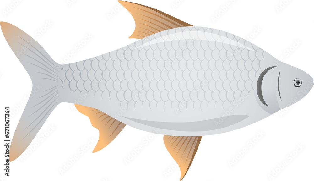 Freshwater fish. Silver Barb Illustration Freshwater fish. Silver Barb Illustration