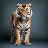 tiger animal on isolated background