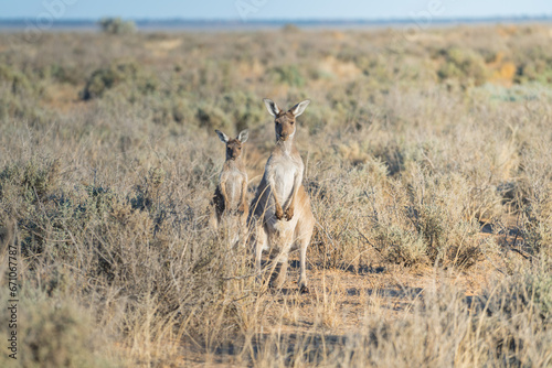 wild kangaroo in morning light in Australia