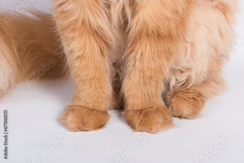 Persian Exotic Longhair cat