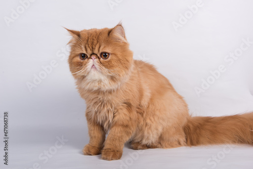 Persian Exotic Longhair cat