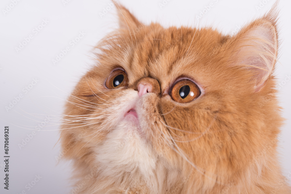 Persian Exotic Longhair cat Persian Exotic Longhair cat