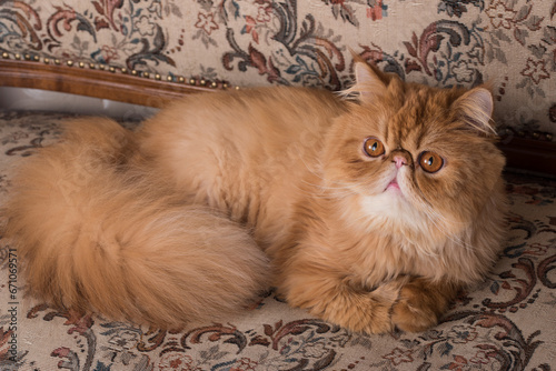 Persian Exotic Longhair cat