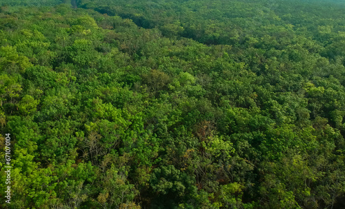 Drone view of tropical green forest in asia. Aerial view of rubber plantation 