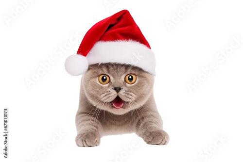 Portrait of a beautiful cat in a New Year's cap, isolated on a transparent background. PNG. Cute, happy crazy cat in red Santa hat headshot  © Katynn