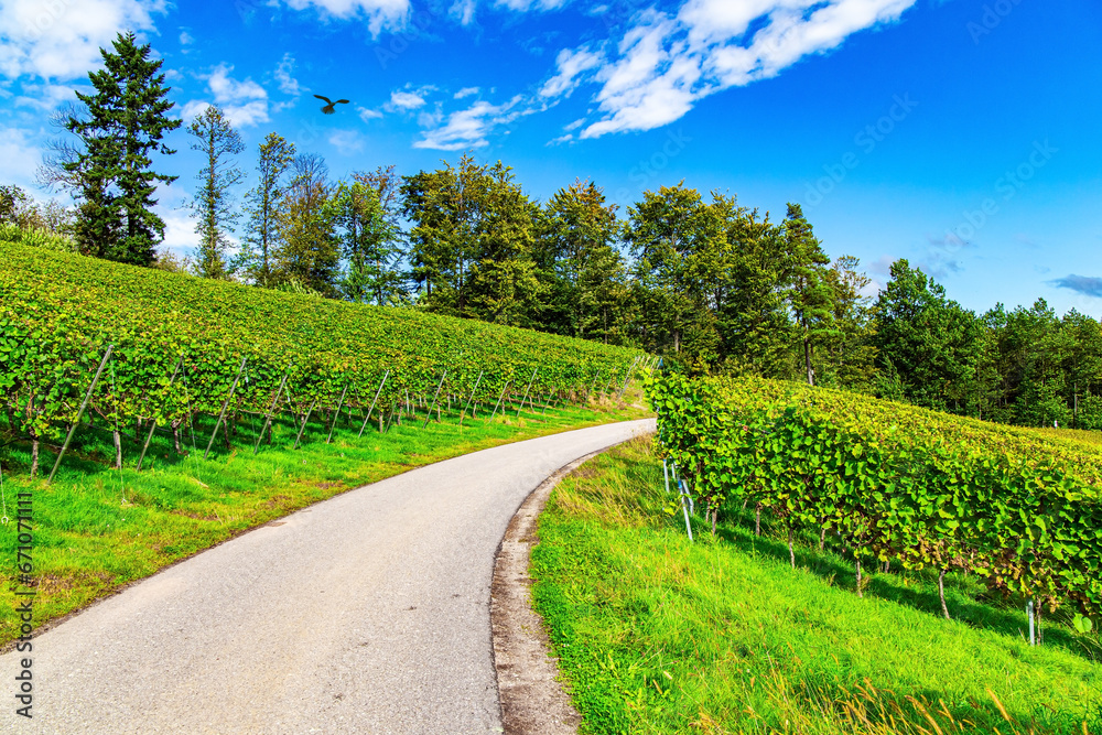 Dirt road between vineyards