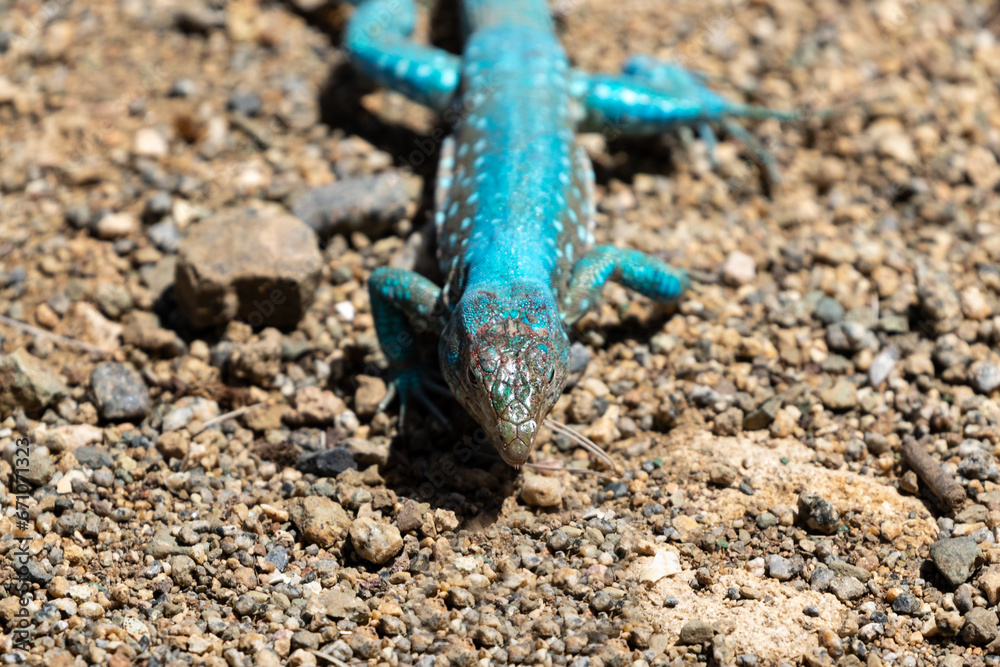 Aruba Whiptail Lizard, blue scales, standing on rocks and sand.
Aruba Whiptail Lizard, blue scales, standing on rocks and sand.