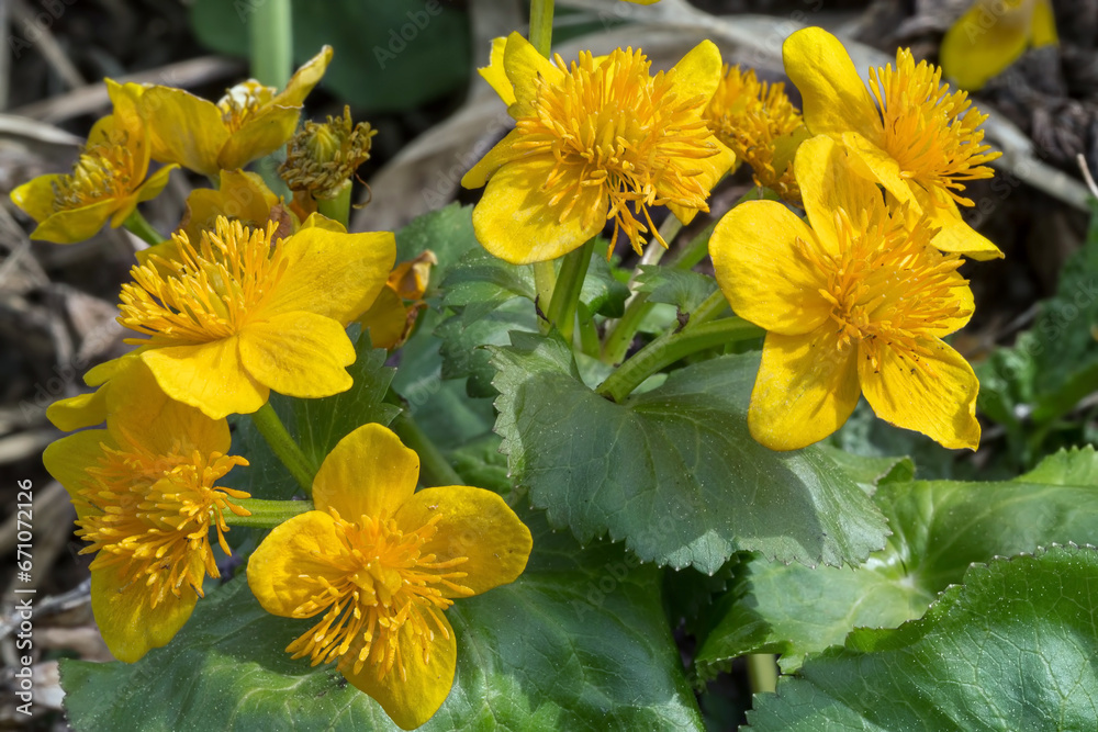 Marsh marigold