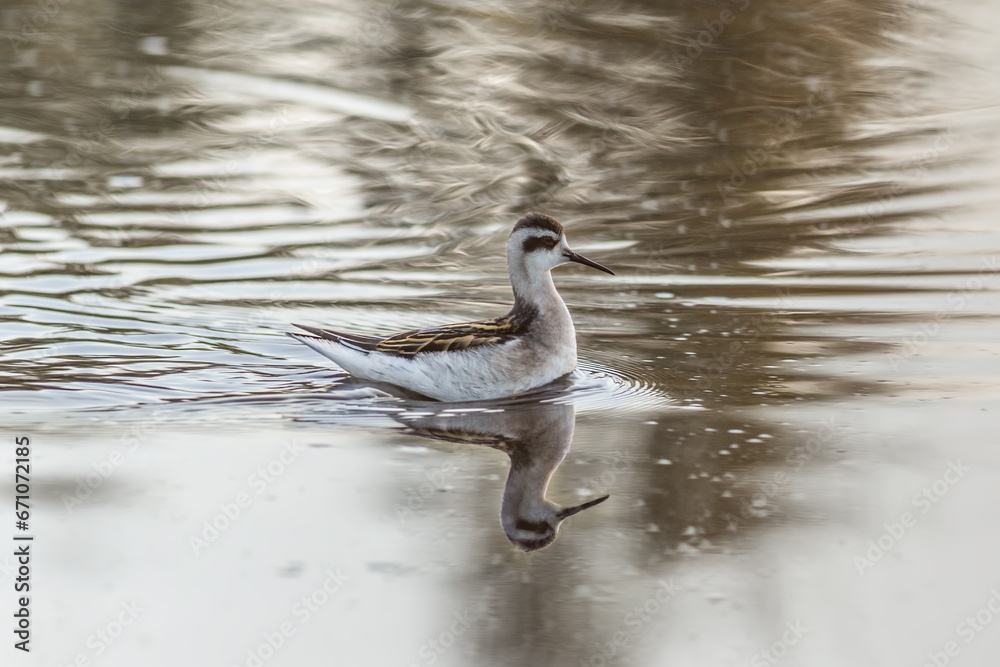 Round-nosed phalarope