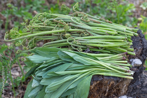 Obraz na płótnie Fern and wild garlic w salonie