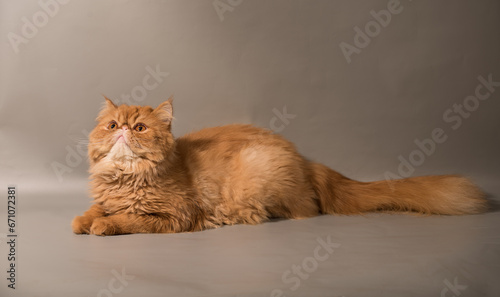 Persian Exotic Longhair cat