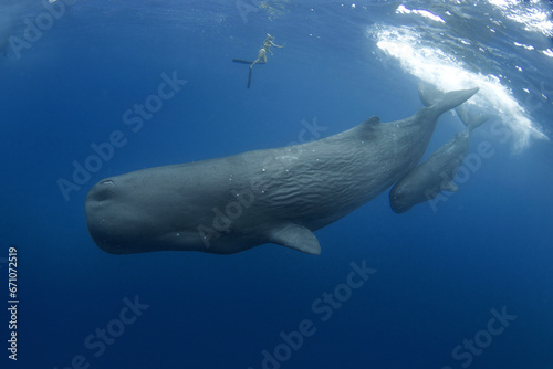 Sperm whale near the surface. Whales in Indian ocean. The biggest toothed whale on the planet. Marine life in ocean.  photo