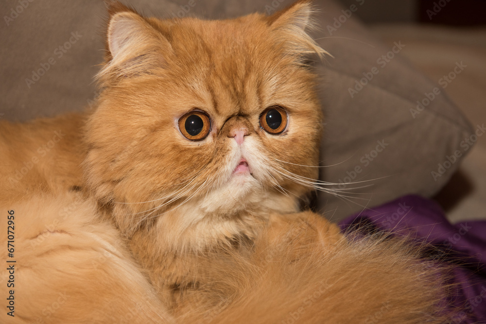 Fototapeta premium Persian Exotic Longhair cat