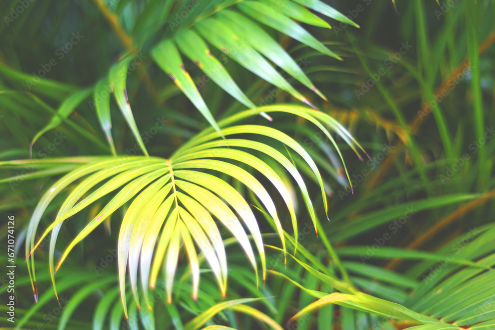 palm tree leaves palm tree leaves