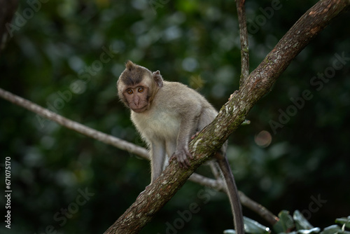Crab eating macaque troop are looking for food in the forest. Macaque on the Mauritius island. Small monkey is exploring nature. © prochym