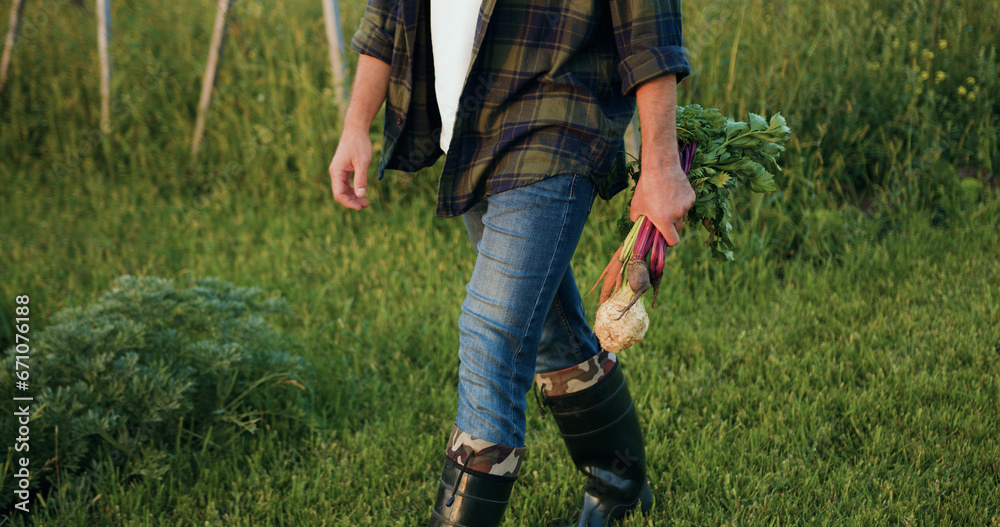 Farmer business man walking on field and holds naturally grown healthy food from basket and happily inspects them. Natural healthy food. Harvest of vegetables. Agricultural food industry concept. Farmer business man walking on field and holds naturally grown healthy food from basket and happily inspects them. Natural healthy food. Harvest of vegetables. Agricultural food industry concept.