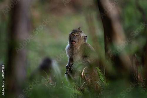 Crab eating macaque troop are looking for food in the forest. Macaque on the Mauritius island. Small monkey is exploring nature. © prochym