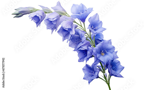 Delphiniums in Full Bloom Beauty Transparent PNG