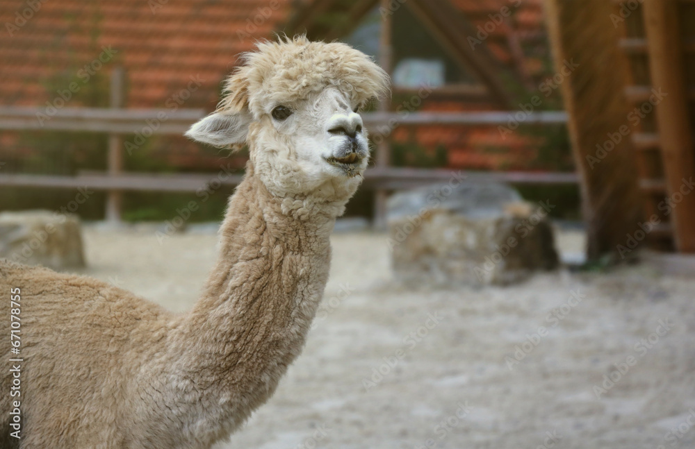 Obraz premium Llama alpaca in the zoo, fluffy and cute animal close up