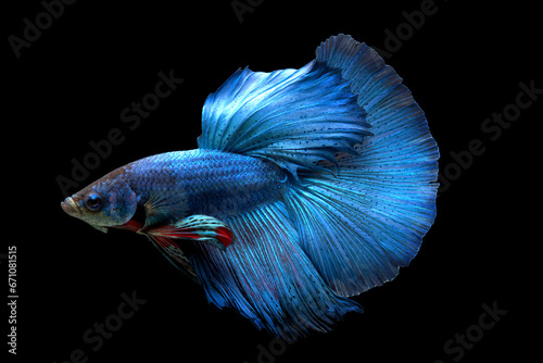 betta splendens halfmoon blue male photo