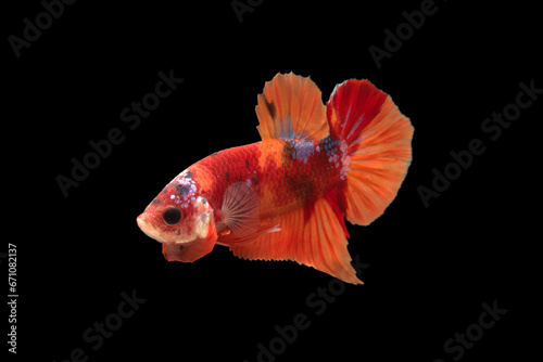 betta splendens koi male fish photo