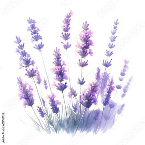 Delicate watercolor lavender flowers in full bloom  shades of purple and blue  white background