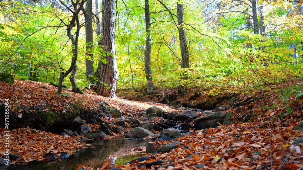 Stream flowing among fallen leaves in the autumn forest Stream flowing among fallen leaves in the autumn forest
