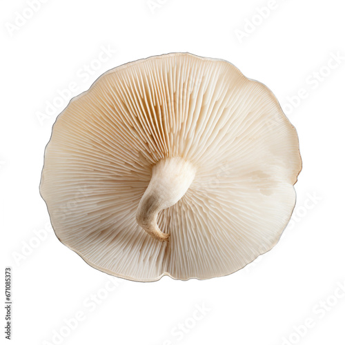 Dried White button mushroom isolated