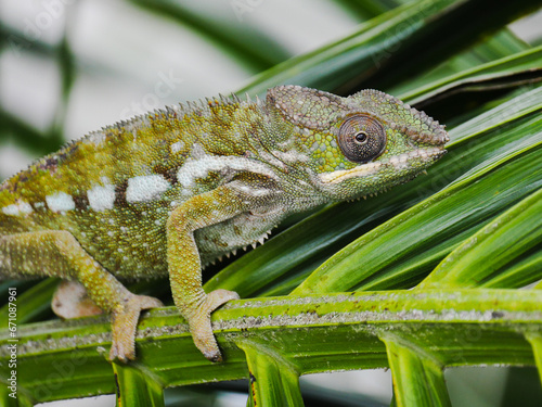 Close-up of a green chameleon on a branch leaf of palm tree
