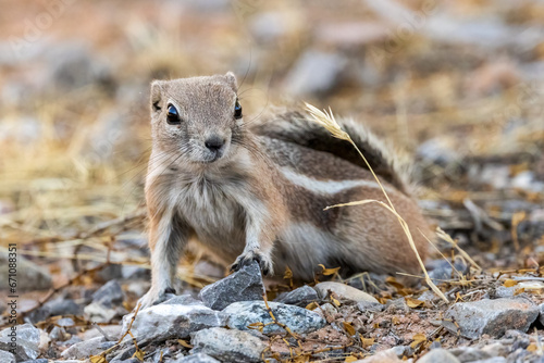 White-tailed antelope squirrel
Valley of Fire
Nevada