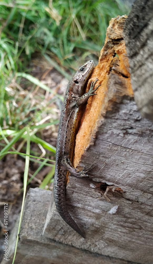 Fototapeta premium The name collared lizard comes from the lizard's distinct coloration, which includes bands of black around the neck and shoulders that look like a collar