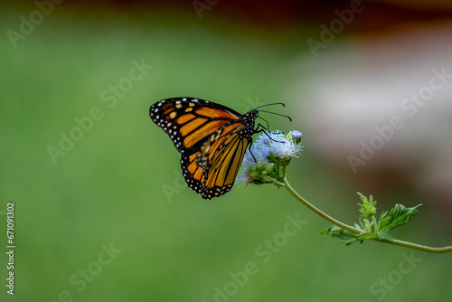 Monarch Butterfly © MansfieldPhoto.com