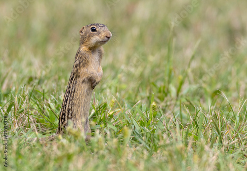 thirteen-lined ground squirrel standing in  grass photo