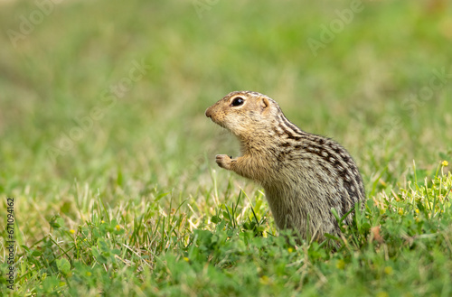 Thirteen-lined ground squirrel in grass