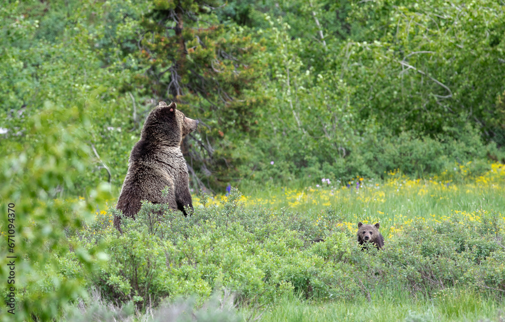 Grizzly bear and cub in yellow flowers Grizzly bear and cub in yellow flowers