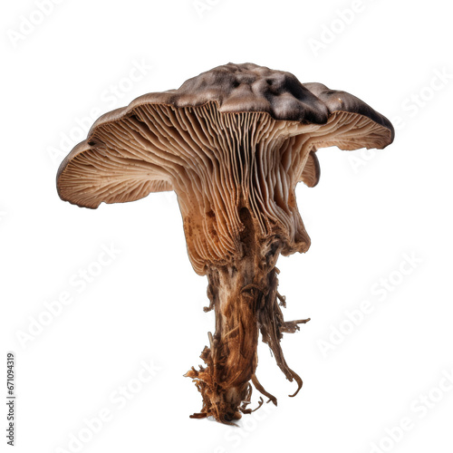 Dried Old man of the woods mushroom isolated