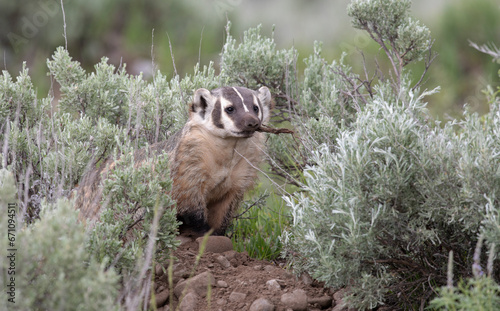 American badger with stick photo