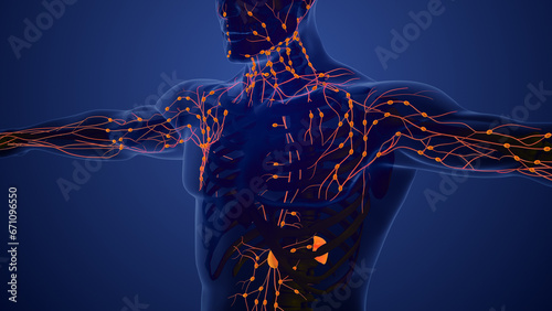 Lymphatic System Structure in Humans photo