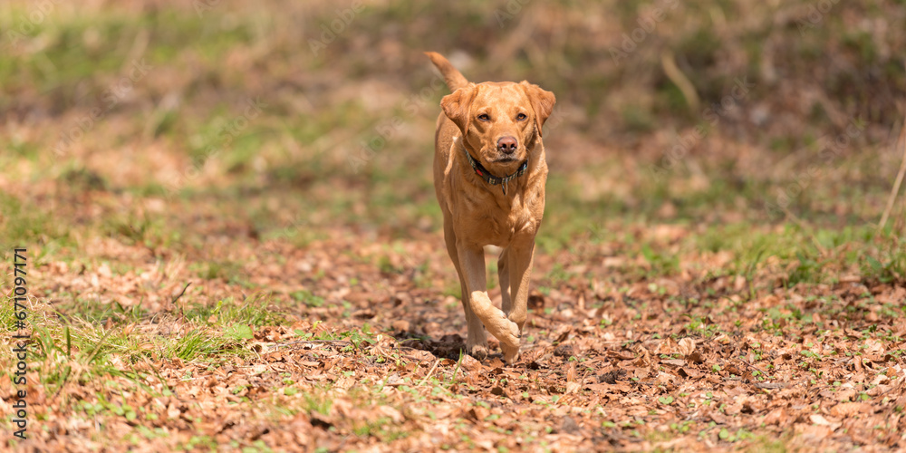 Proud Labrador Retriever dog is running on a beautiful autumn day Proud Labrador Retriever dog is running on a beautiful autumn day