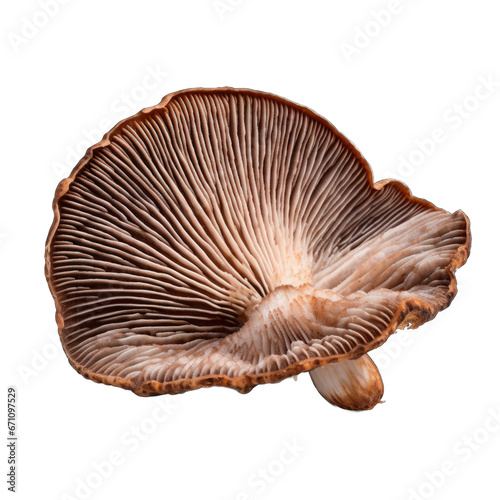 Dried Turkey tail mushroom isolated
