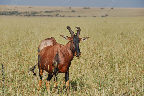 Tsessebe antelope  Damaliscus jimela  standing in grasslands