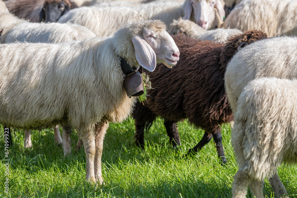 Obraz premium white sheep with cowbell among flock in paddock at Alpine Cattle Drive, Rettenberg, Germany