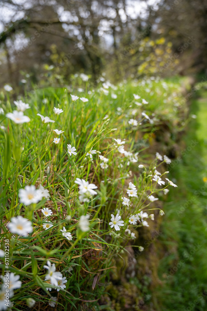 White flowers in green grass White flowers in green grass