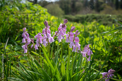 Pink bluebell flowers (Hyacinthoides) growing in a spring forest. Pretty and colourful perennial plants with green leaves and stems blooming outdoors. Bluebells woodland forest nature background.