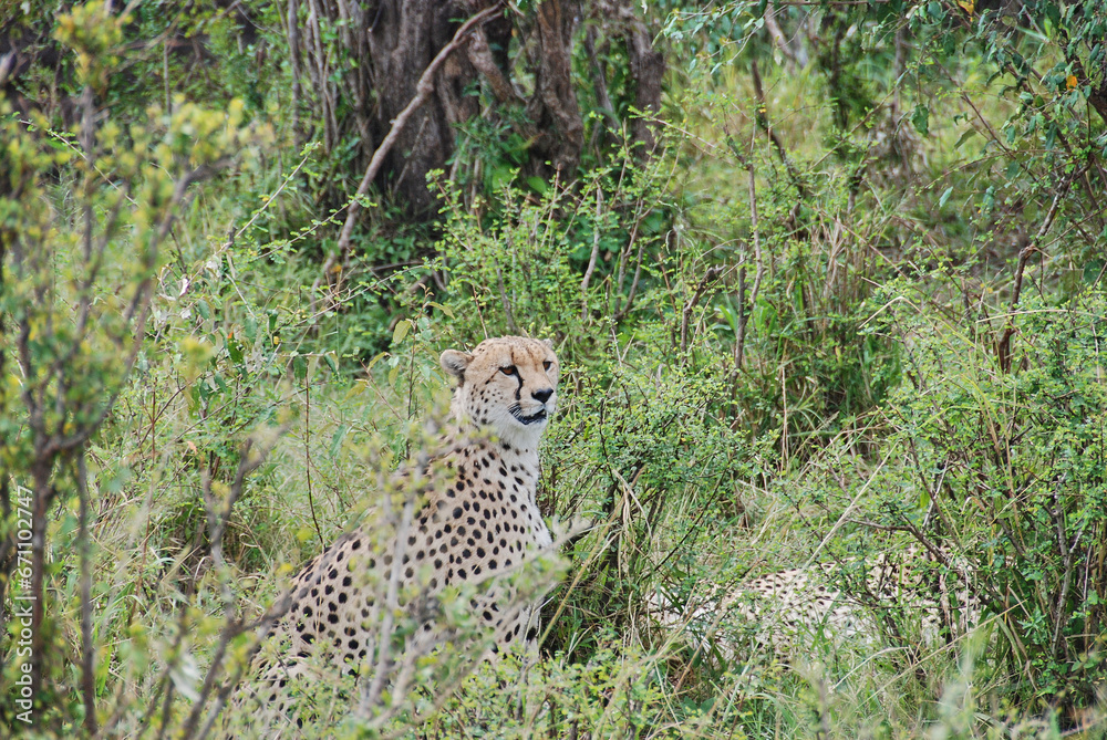 Obraz premium cheetah, Acinonyx jubatus, sitting in dense bush, Kenya.