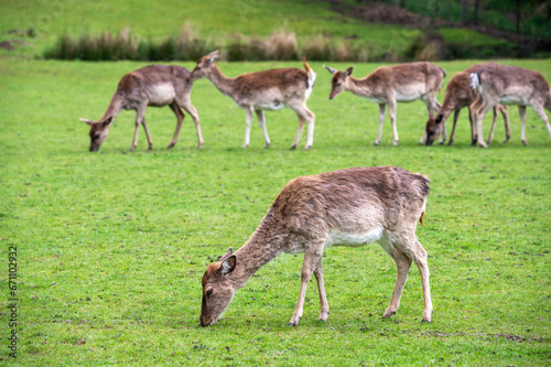 Small herd of deer on a green field  Dartmoor  Devon