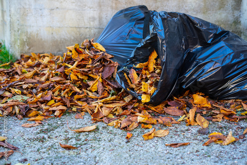 Collecting and putting dry leaves in black garbage bags.