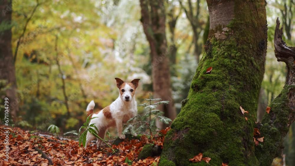 Dog in Forest, White and brown dog, a Jack Russell Terrier, stands amidst fallen autumn leaves with a mossy tree trunk beside. Adventure setting, canine amidst colorful foliage in woodland Dog in Forest, White and brown dog, a Jack Russell Terrier, stands amidst fallen autumn leaves with a mossy tree trunk beside. Adventure setting, canine amidst colorful foliage in woodland
